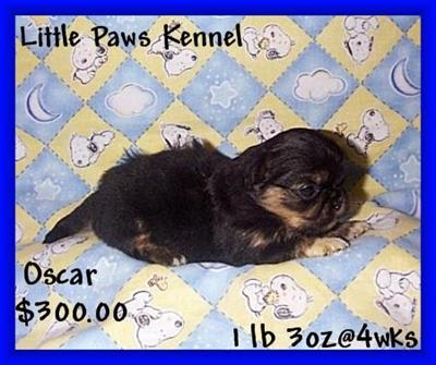 Pekingese Puppies for Sale